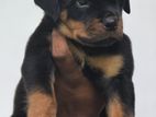 rottweiler puppies