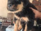 Rottweiler Puppies
