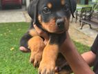 Rottweiler Puppies