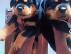 rottweiler puppies