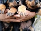 Rottweiler Puppies
