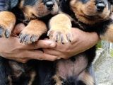 Rottweiler Puppies