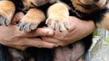 Rottweiler Puppies