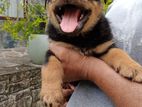 Rottweiler Puppies