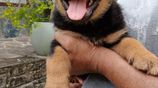 Rottweiler Puppies