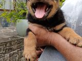 Rottweiler Puppies