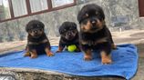 Rottweiler Puppies