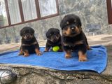 Rottweiler Puppies