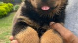 Rottweiler Puppies