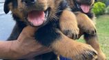 Rottweiler Puppies