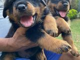 Rottweiler Puppies