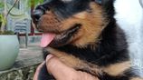 Rottweiler Puppies