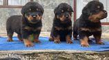Rottweiler Puppies