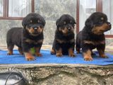 Rottweiler Puppies