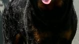 Rottweiler Puppies
