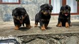 Rottweiler Puppies