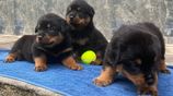 Rottweiler Puppies
