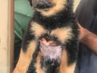 Rottweiler Puppies