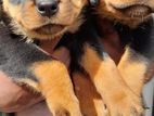 Rottweiler Puppies