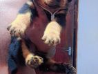 Rottweiler Puppies
