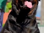 Rottweiler Puppies