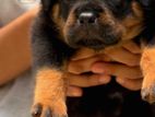 Rottweiler Puppies
