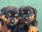 Rottweiler Puppies