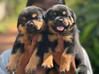 Rottweiler Puppies