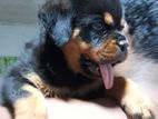 Rottweiler Puppies