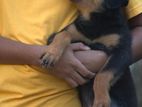 Rottweiler Puppies
