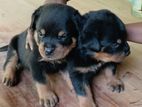 Rottweiler Puppies