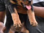 Rottweiler Puppies
