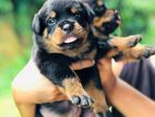 Rottweiler Puppies