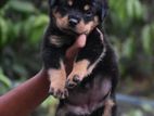 Rottweiler puppies