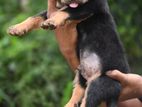 Rottweiler Puppies