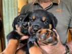 Rottweiler Puppies