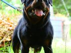 Rottweiler Puppies