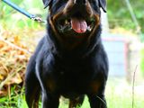 Rottweiler Puppies