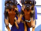 Rottweiler Puppies