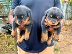 Rottweiler Puppies