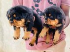 Rottweiler Puppies