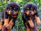 Rottweiler Puppies