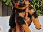 Rottweiler Puppies