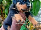 Rottweiler Puppies