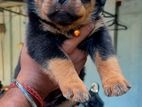 Rottweiler Puppies