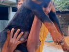 Rottweiler Puppies