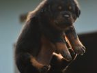 Rottweiler Puppies