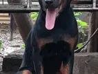 Rottweiler Dog