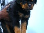 Rottweiler Puppies