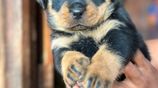 Rottweiler Puppies